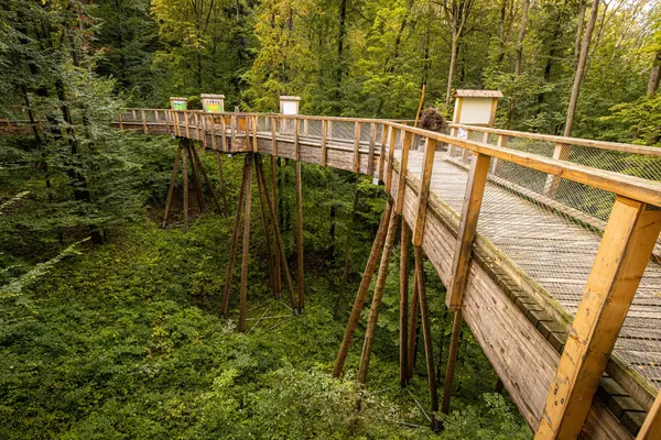 Dřevěná lávka lesní stezky nad svahem