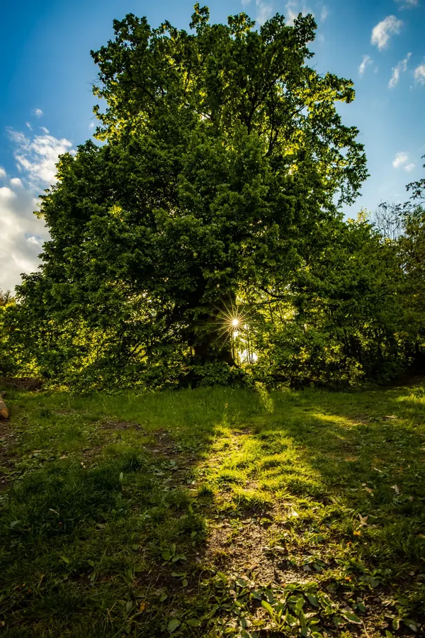 Rozložitý strom v protisvětle